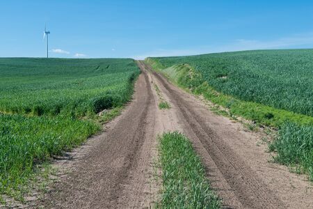 Dirt road through fields of wheat, Oakesdale, Washingtonの写真素材