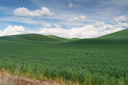 Rolling hills covered in wheat, Colfax, Washingtonの写真素材