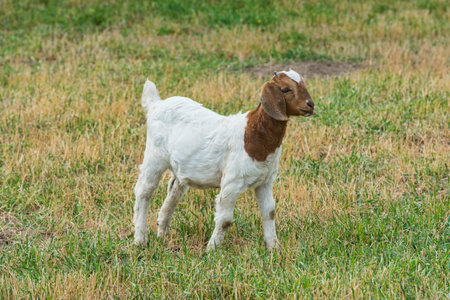 Baby goat in a field of grass