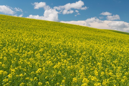 Rolling hills covered in canola flowers, Colfax, Washingtonの写真素材
