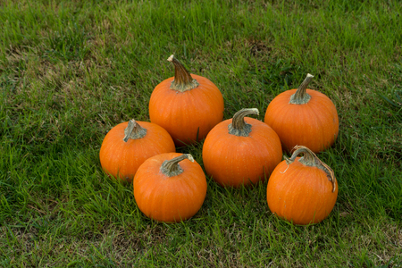 Miniature pumpkins on a field of grass and leavesの写真素材