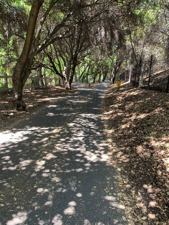 Stevens Creek Trail through suburban wilderness, Mountain View, Californiaの写真素材