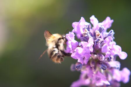 Bee