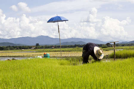 rice filed in Lampang Thailandのeditorial素材