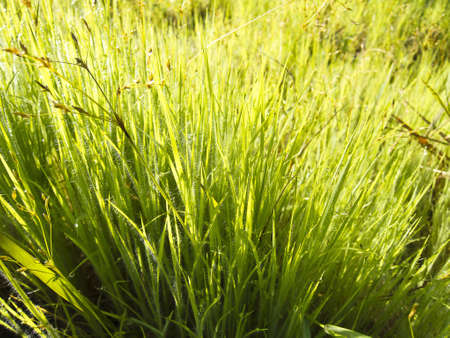 The dew on the grass in the morning.の写真素材
