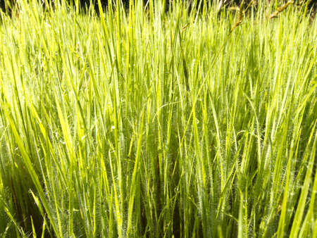 The dew on the grass in the morning.の写真素材