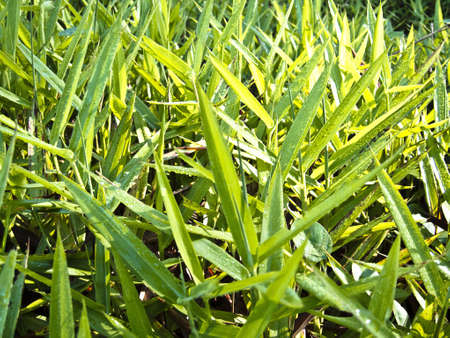 The grass on the field.の写真素材