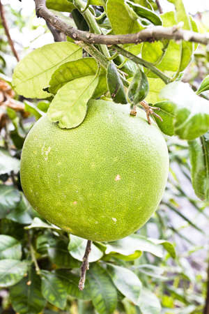 Thailand 7 DEC 2011: "Som-O" A big orange in Thailand, tast is sour and sweet.のeditorial素材