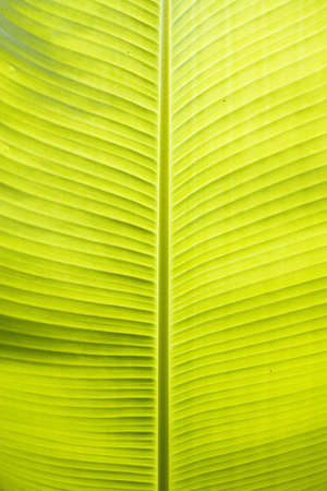 Banana leafの写真素材
