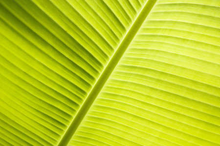 Banana leafの写真素材
