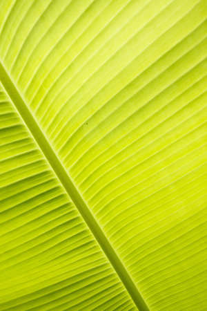 Banana leafの写真素材