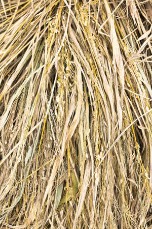 Thailand, 7 December 2011: A dry hay of rice after seed fall out. It use for petのeditorial素材