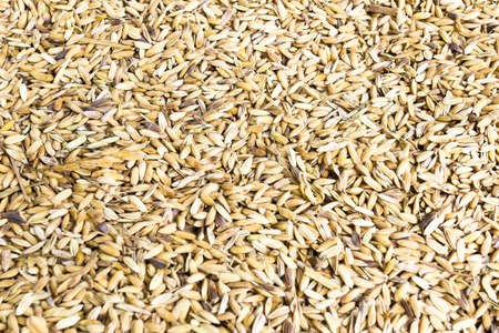 Thailand, 7 December 2011: After harvested rice we got seeds then prepare for keep it in the rice storeのeditorial素材