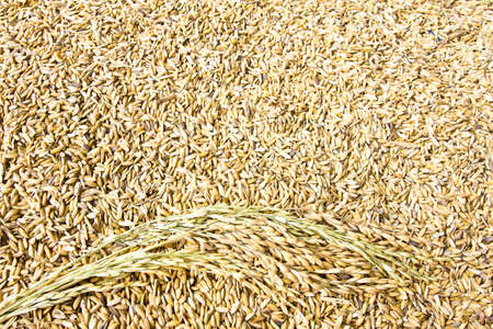 After harvested rice we got seeds then prepare for keep it in the rice storeの写真素材