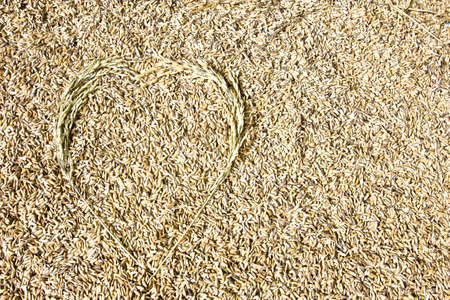 After harvested rice we got seeds then prepare for keep it in the rice storeの写真素材
