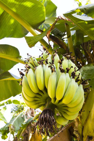 a set of banana and banana leafのeditorial素材