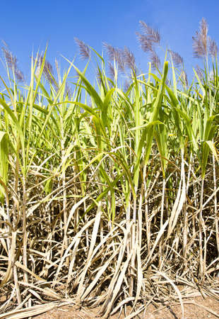 sugar cane field with flower ready for harvest.の写真素材