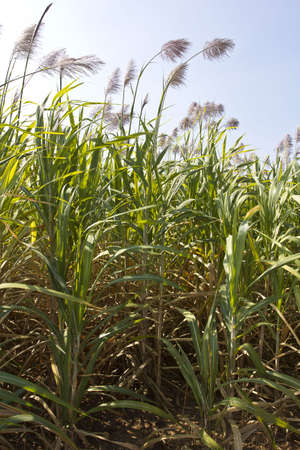sugar cane field with flower ready for harvest.の写真素材