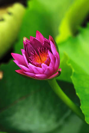 Water Lily or pink lotusの写真素材
