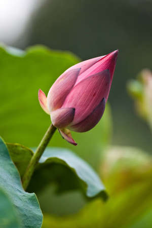 Water Lily or pink lotus