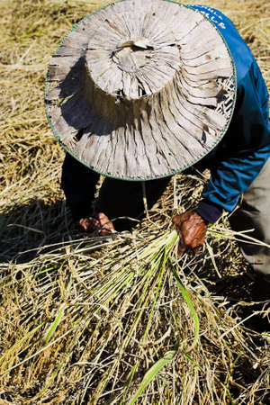 Thai farmer harvesting riceの写真素材