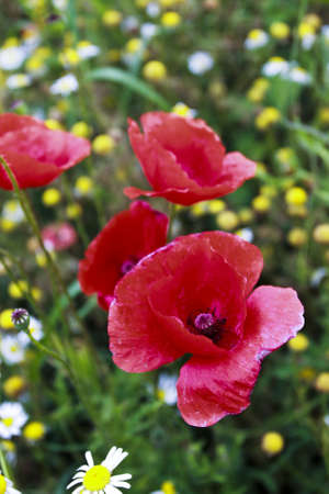 Poppy flowersの写真素材