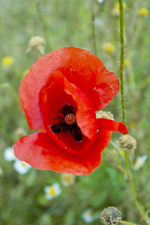 Poppy wild flowerの写真素材