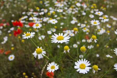 Marguerite flowersの写真素材