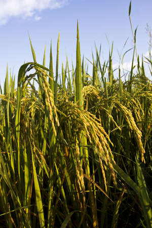 Rice fields in Thailandの写真素材