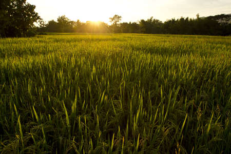 Rice fields in Thailand
