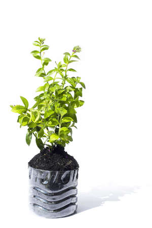 Small green tree for plan with black soil earth in plastic bucket 