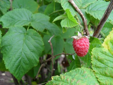 Raspberry