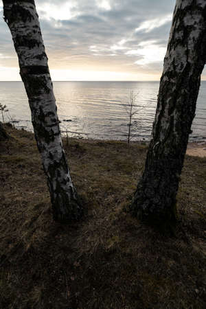 Birch trees on a beach hill on the Baltic Sea - Veczemju Klintis, Latvia - April 13, 2019の写真素材