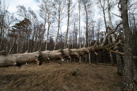 Old fallen decayed dry tree in the forest with birch trees in the background - Veczemju Klintis, Latvia - April 13, 2019の写真素材