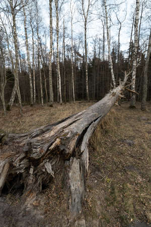 Old fallen decayed dry tree in the forest with birch trees in the background - Veczemju Klintis, Latvia - April 13, 2019の写真素材