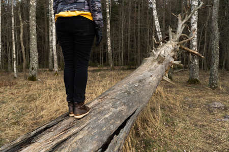 Woman climbing on a fallen tree in a forest at the beach near the Baltic Seaの写真素材