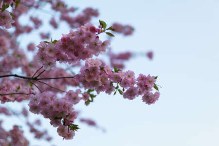Colorful sakura cherry blossom in a park in Riga, Eastern European capital city of Latvia - Pink and...