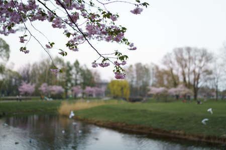 Colorful sakura cherry blossom in a park in Riga, Eastern European capital city of Latvia - Pink and...