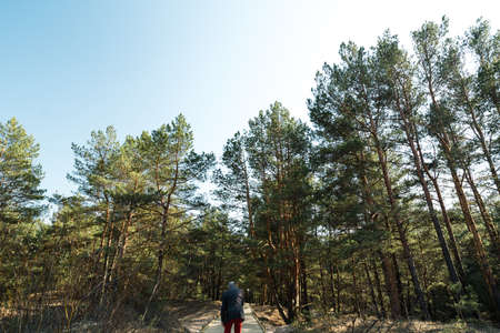 New wooden road leading from the beach of Baltic Sea gulf with white sand to the dune forest with...