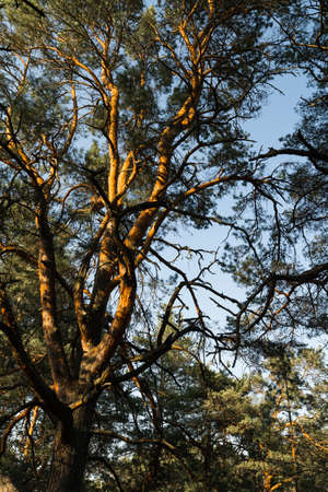 Circle camera movement from ground facing sky with pine trees and clear blue sky during the Golden...