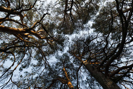 Circle camera movement from ground facing sky with pine trees and clear blue sky during the Golden...