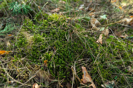 Green Moss in the sunset forest with warm light and sun flare through the trees - Baltic woods - Tender