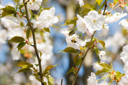 Honey bees collecting pollen and nectar as food for the entire colony, pollinating plants and...