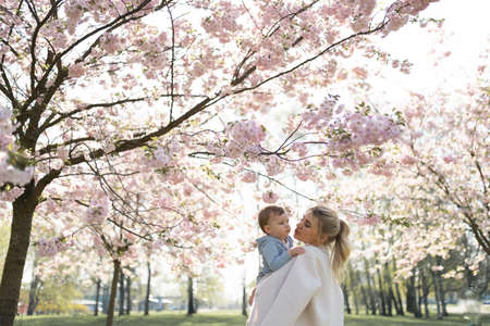 Young mother mom holding her little baby son boy child under blossoming SAKURA Cherry trees with falling pink petals and beautiful flowersの写真素材