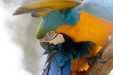 Macaw parrot portrait in Mallorca safari zoo, Spainの写真素材