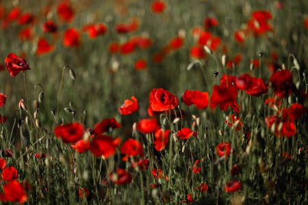 Afternoon red poppy field in Latvia - Summer landscapeの写真素材