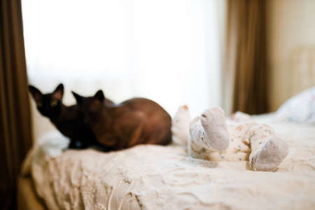 Little toddler baby lies on bed with two sphynx catsの写真素材