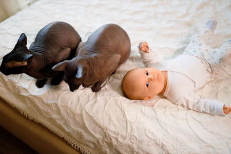 Toddler baby lies on white bed with two huge sphynx catsの写真素材
