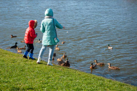 Mother and son feed the ducks standing on the shore of the pond on a sunny autumn day.の写真素材