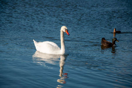 swan and ducks on the water. on the pond